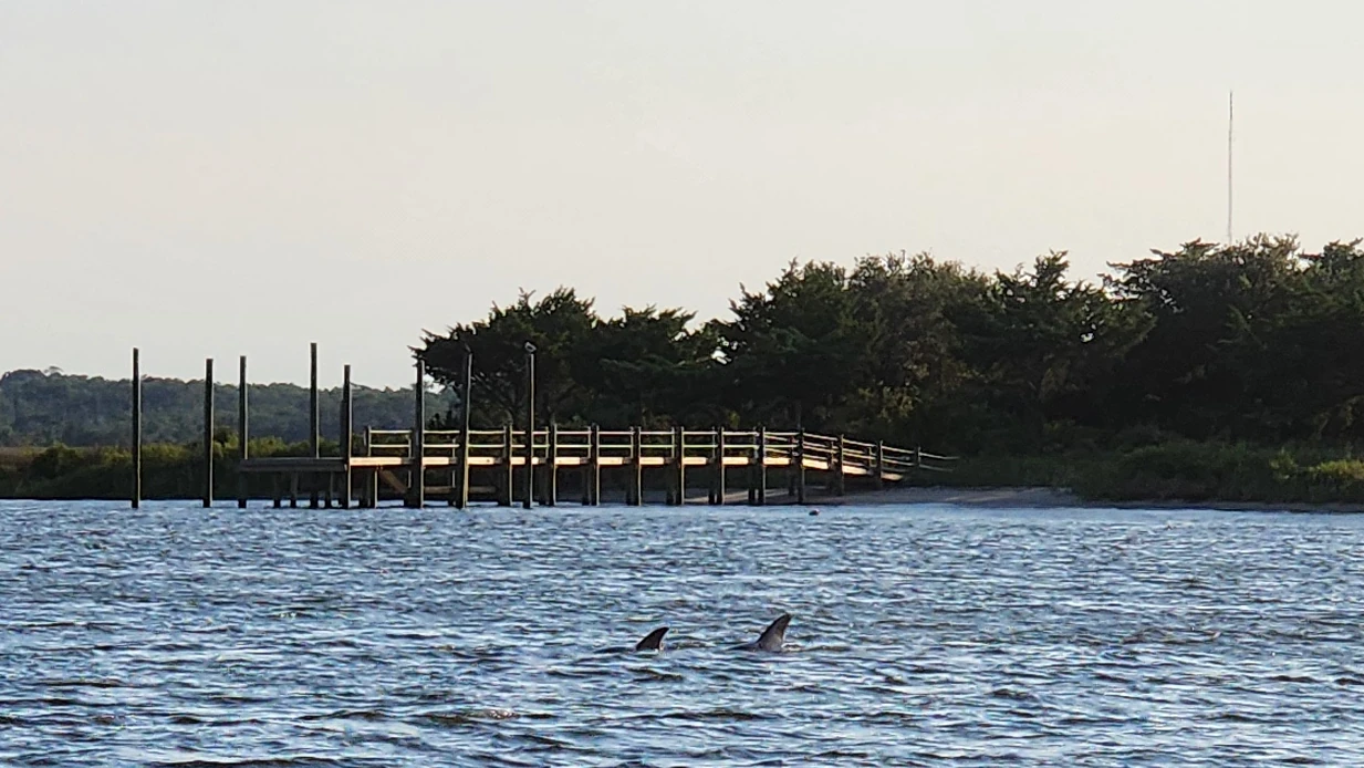 Shot of the dolphins on the tour.