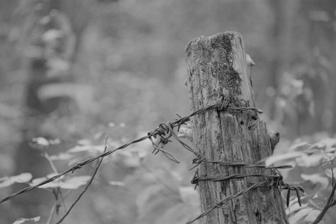 Old fence with barbed wire twisting around it